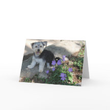 Puppy Thank You