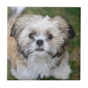 Puppy Tile