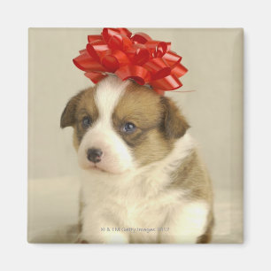 Puppy wearing a red bow magnet