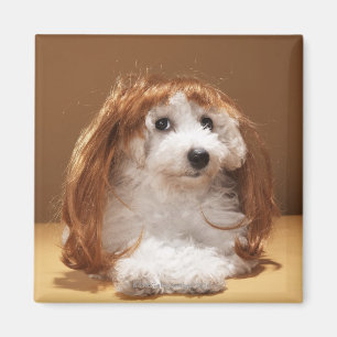 Puppy wearing ginger wig magnet