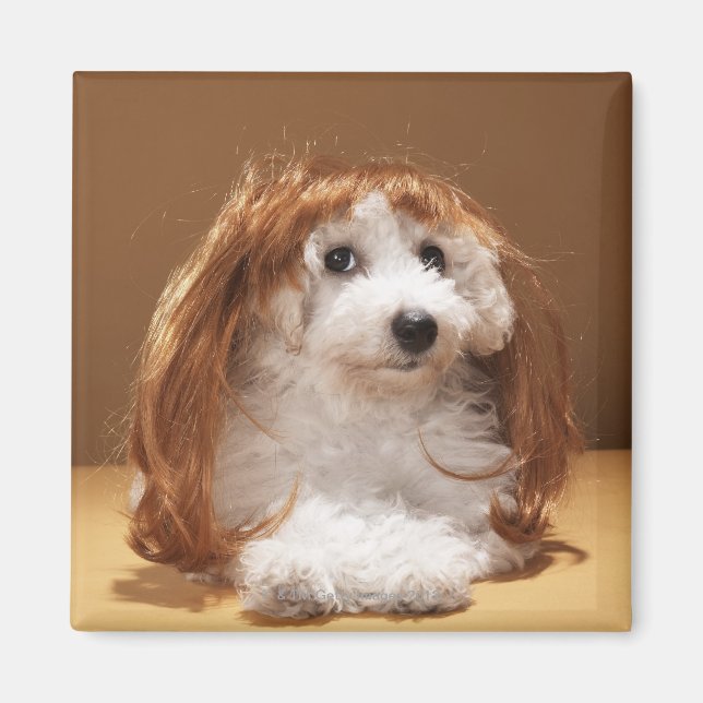Puppy wearing ginger wig magnet (Front)