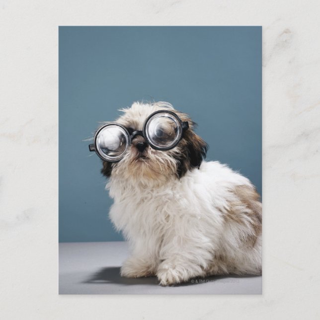 Puppy wearing thick glasses postcard (Front)