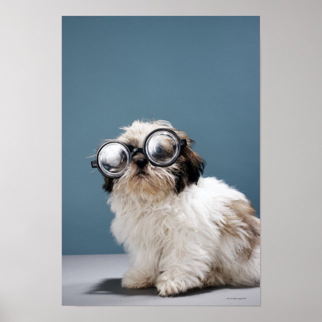 Puppy wearing thick glasses poster (Front)