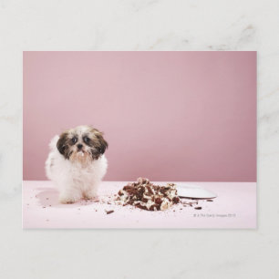 Puppy with cake on floor postcard