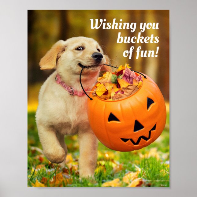 Puppy With Pumpkin Bucket Poster (Front)