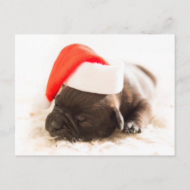 Puppy with santa hat | Christmas Holiday Postcard (Front)