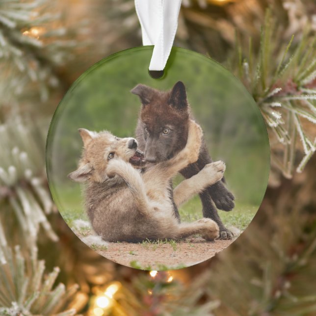 Pups de loup gris luttant (Arbre)