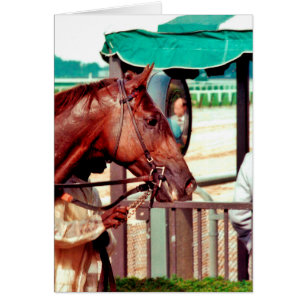 Pur sang 1979 d'Alydar