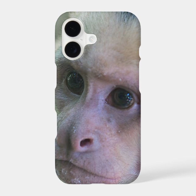 Pura vida for White-faced capuchin monkey (Back)