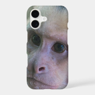 Pura vida for White-faced capuchin monkey