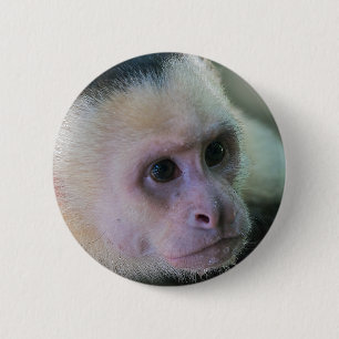 Pura vida for White-faced capuchin monkey 2 Inch Round Button