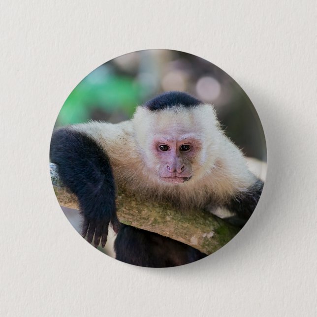 Pura vida for White-faced capuchin monkey 2 Inch Round Button (Front)