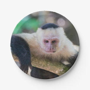Pura vida for White-faced capuchin monkey Paper Plate