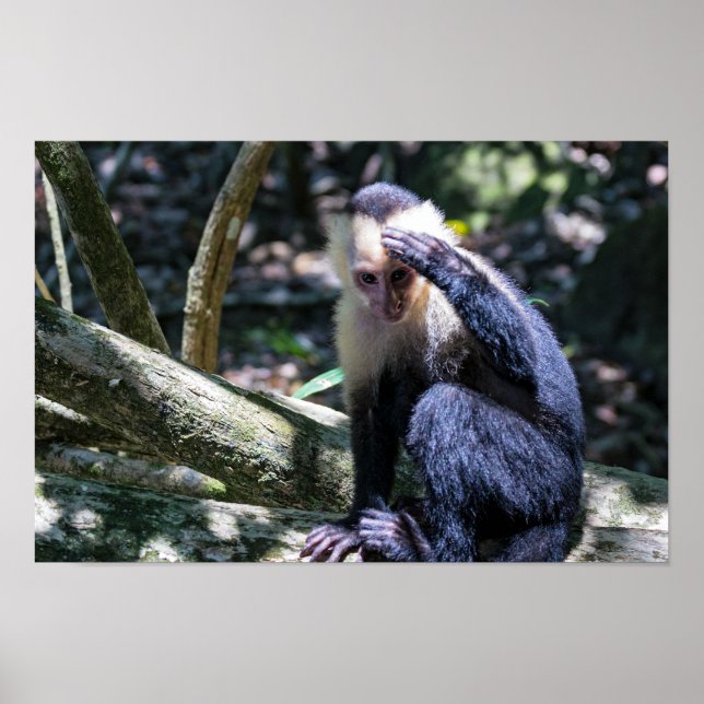 Pura vida for White-faced capuchin monkey Poster (Front)
