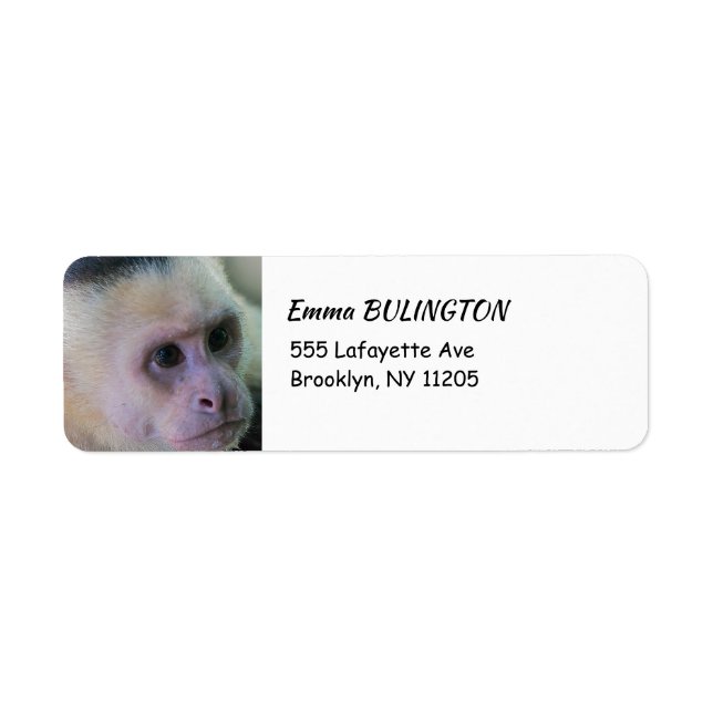 Pura vida for White headed capuchin monkey (Front)