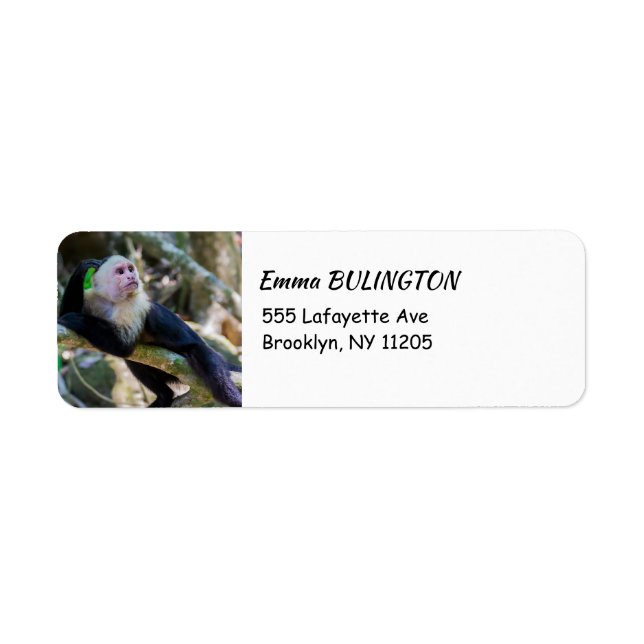 Pura vida for White headed capuchin monkey (Front)