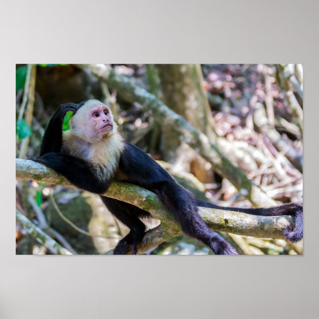 Pura vida for White headed capuchin monkey Poster (Front)