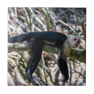 Pura vida for White headed capuchin monkey Tile