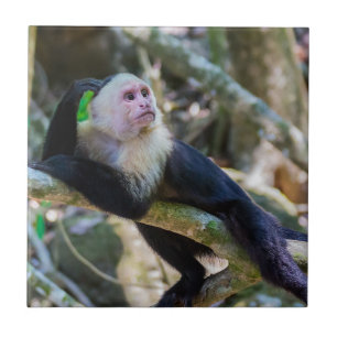 Pura vida for White headed capuchin monkey Tile