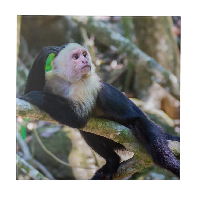 Pura vida for White headed capuchin monkey Tile (Front)