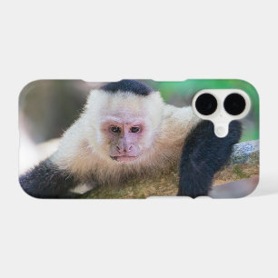 Pura vida pour singe capucin à visage blanc