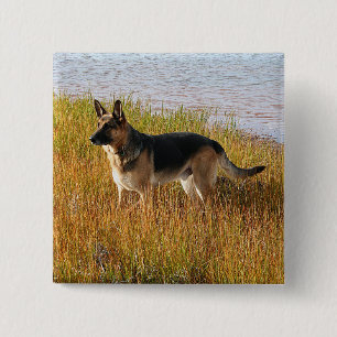 Pure Bred German Shepherd Photo on Button