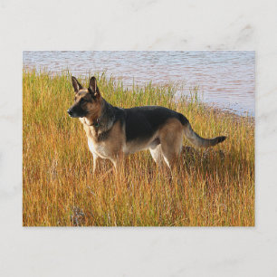 Pure Bred German Shepherd'une photo sur carte post