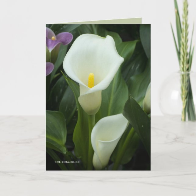 Pure Calla Card (Front)