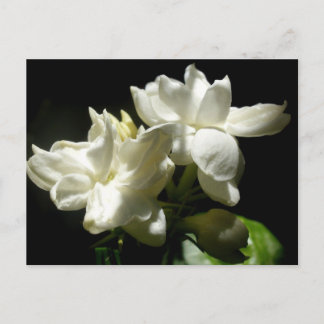 Pure Jasmine Postcard
