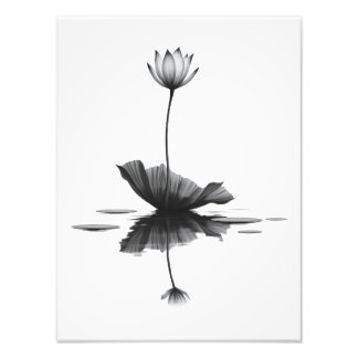Pure Lotus Beauty Photo Print