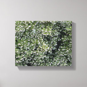 Pure Manzanita Canvas Print