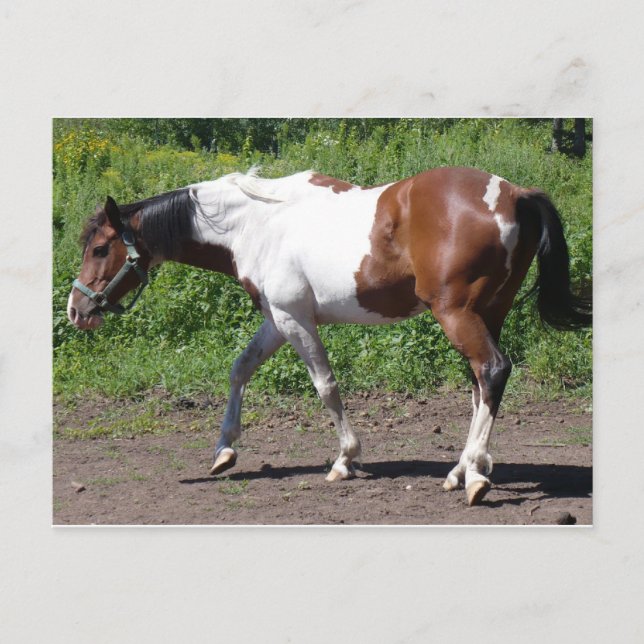 Pure Paint Postcard (Front)