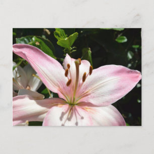 Pure Pink Lily Postcard