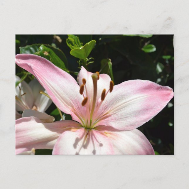 Pure Pink Lily Postcard (Front)