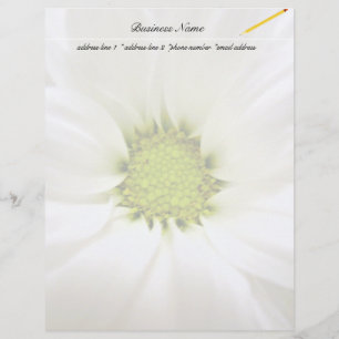 pure white daisy flower