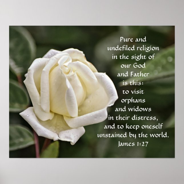 Pure White Rose Bible Scripture Poster (Front)