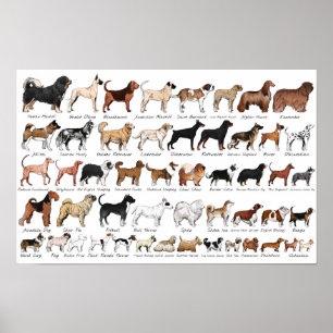 Purebred Dog Breeds Poster