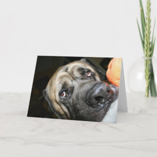 Purebred English Mastiff Photo Card
