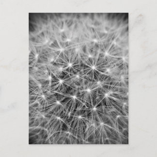 purebred postcard
