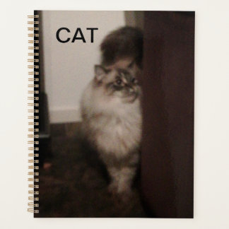 Purebred Ragdoll cat up against a chair. Planner