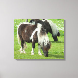 Purebred Shetland Paint Ponies Canvas Print