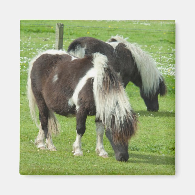 Purebred Shetland Paint Ponies Magnet (Front)