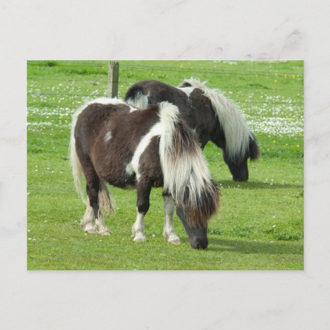 Purebred Shetland Paint Ponies Postcard (Front)