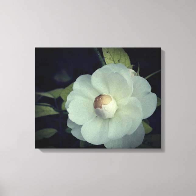 Pureté, toile de fleurs blanches Imprimer (Recto)