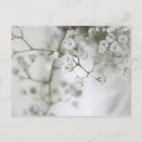 Purity Postcard