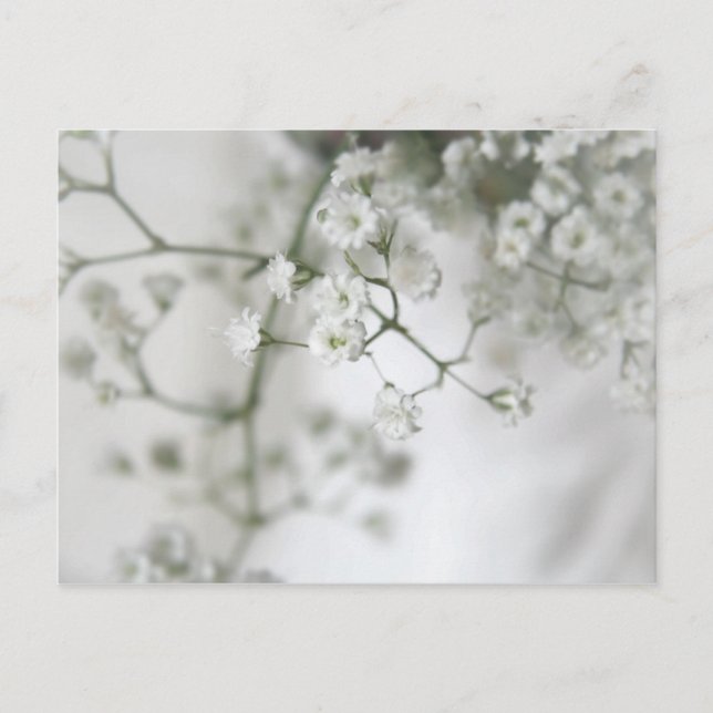 Purity Postcard (Front)