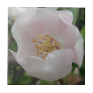 Purity Small (4.25" x 4.25") Ceramic Photo Tile