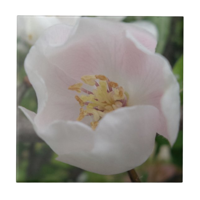 Purity Small (4.25" x 4.25") Ceramic Photo Tile (Front)