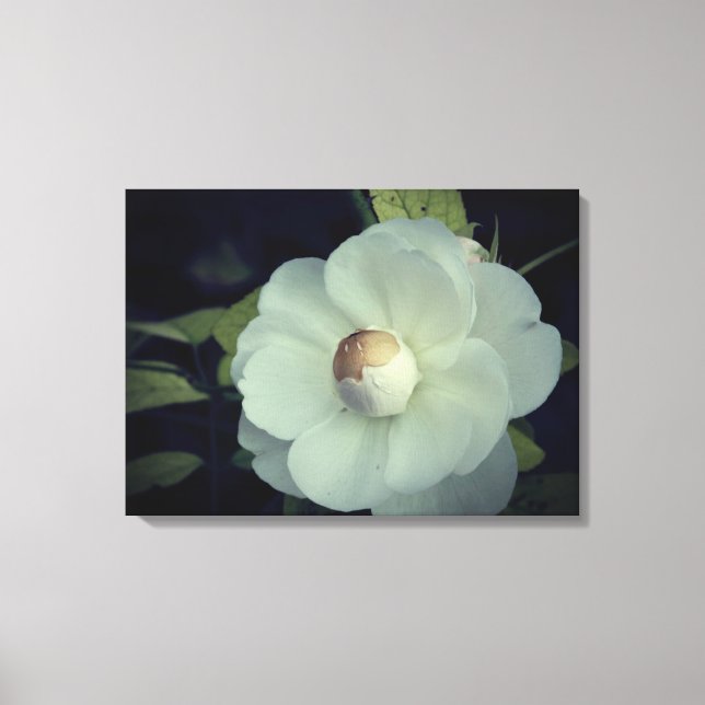 Purity , White Flower  Canvas Print (Front)