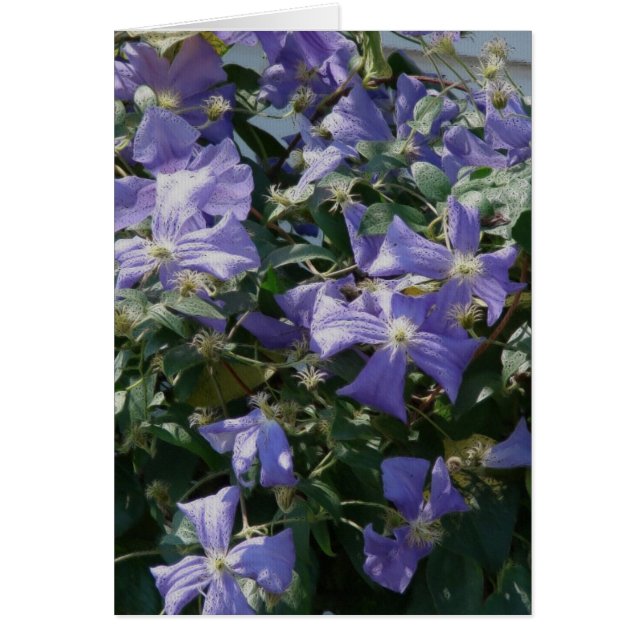 Purple (Front)